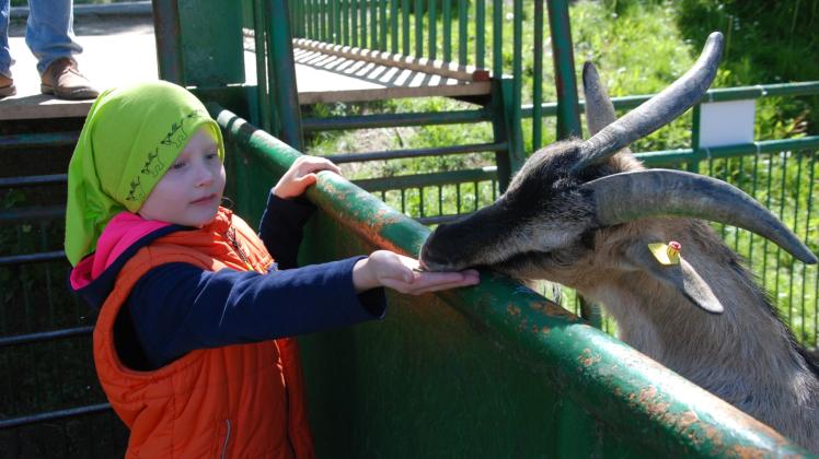 Heimische Tiere hautnah: Die sechsjährige Karla ist begeistert vom Streichelzoo. Fotos: Katharina Golze (2), Archiv Tierpark (1) Heimische Tiere hautnah: Die sechsjährige Karla ist begeistert vom Streichelzoo. Fotos: Katharina Golze (2), Archiv Tierpark (1)
