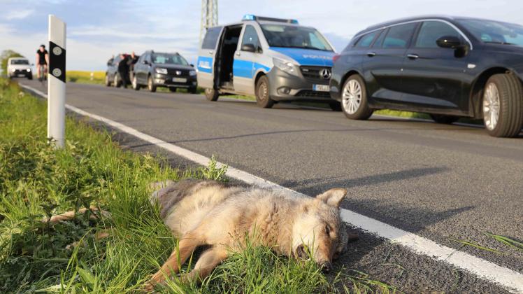Erster Wolf bei Unfall in Mecklenburg-Vorpommern getötet:

Anderthalb Jahre alter Rüde kam unvermittelt aus Rapsfeld gerannt und wird von Auto erfasst 