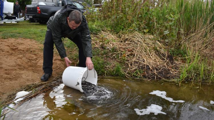 Aalnachschub für den Wockersee: Gewässerwart Torsten Saß setzt die Tiere ein.