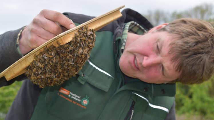 Die Kinderstube für das neue Bienenvolk:  Bio-Imker Mirko Lunau setzt einen kleinen Schwarm, den er am Vortag eingesammelt hat, in eine neue Kiste. 