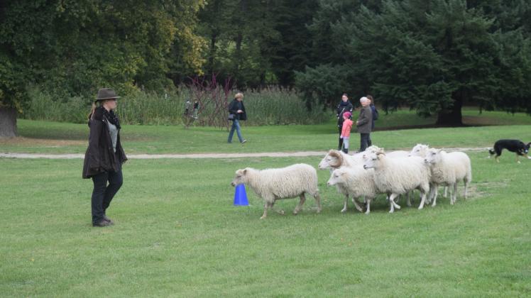 Total spannend: Kathie Heuser (l.) aus Sagsdorf bei Sternberg gibt mit ihrem Border Collie „Nike“ auf dem Hoffest in Reinstorf Einblicke in den Schafe-Trail.