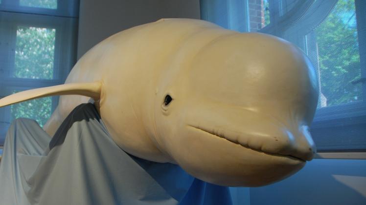 Eine Ausstellung in Flensburg beleuchtet das Leben der Wale. 