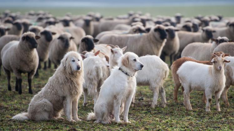 Herdenschutzhunde wie diese zwei Pyrenäenberghunde bewachen Schafe vor dem Wolf. Spaziergänger und Hundehalter müssen auf dem Elbdeich vorsichtig sein.