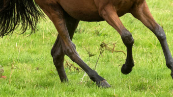 Satt und glücklich auf der Weide: Pferde geben mit ihrer Körpersprache Signale.