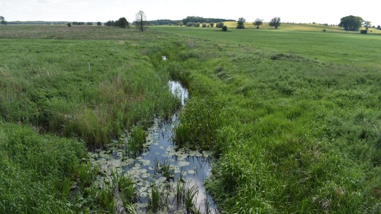 Dass die Recknitz, die nun zwischen Liessow und Laage durch die Wiesen mäandert, eher einem Rinnsal gleicht, ist einem extremen Niedrigwasser geschuldet.