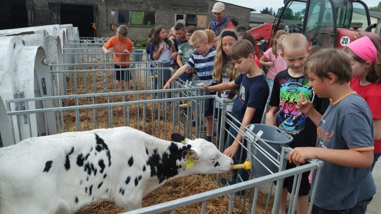 Während die Kuh einen Schluck Milch nimmt, wird sie von Duzenden Kinderaugen beobachtet. 