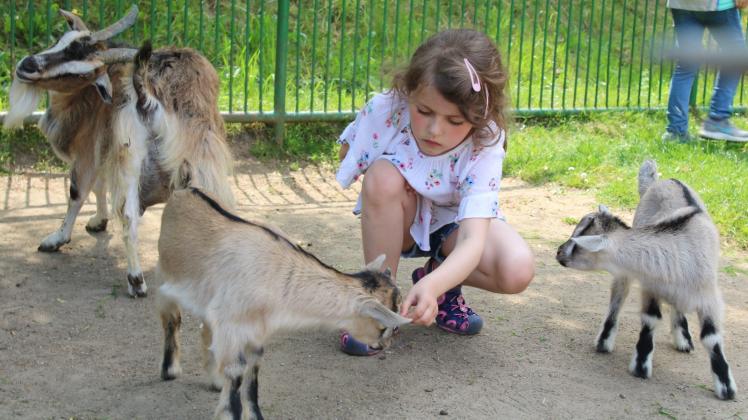 Ziegennachwuchs streicheln: So sollen die Kinder lernen, die Tiere besser zu begreifen. Der achtjährigen Isabella macht es Spaß.