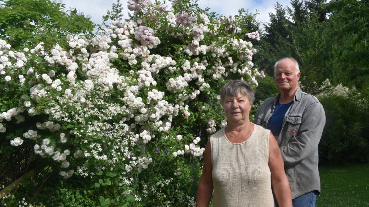 Eine alte Leiter haben Marlis und Hartmut Dornm schräg aufgestellt. Die Ramblerrose Marie-Luise Kreuter – benannt nach einer Biogärtnerin – dankt die Stütze mit einer üppigen Blüte. 