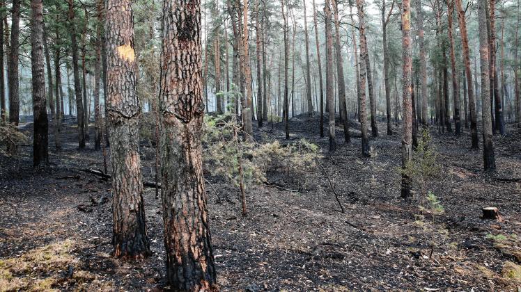 Verbrannter Waldboden ist bei dem ausgedehnten Waldbrand in der Nähe der Ortschaft Trebs zu sehen. 