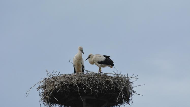 Nicht zu sehen, aber wirklich da: Im Storchennest in Bresegard werden in diesem Jahr drei Jungvögel großgezogen. 