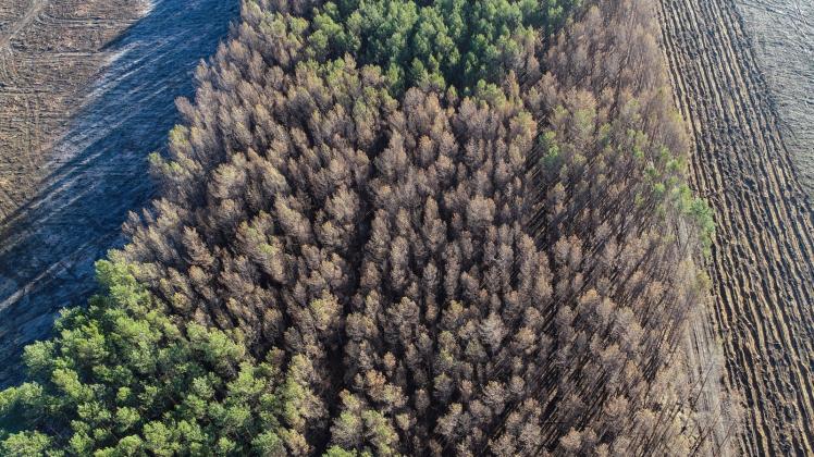 Deutlich sichtbar sind verbrannte und noch grüne Kiefern eines Waldes nahe Treunbrietzen. 