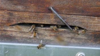 Geschäftiges Treiben am Bienenstock. 