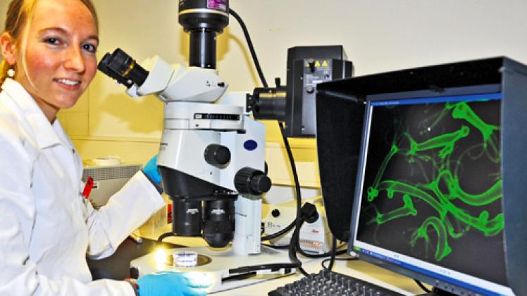 Biologin Anna Marei Böhm gehört zum Team von Thomas Bosch und erforscht in ihrer Doktorarbeit die Regulation von Stammzellen in der Hydra. Hier untersucht die 30-Jährige am Fluoreszenzmikroskop genetisch veränderte Zellen, die leuchtend grün markiert wurden. Foto: Schulze 