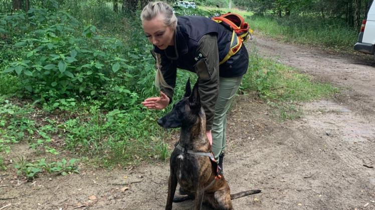 „Such“: Swantje Mielke schickt ihre Herder-Hündin Karisma auf die Suche nach einer vermissten Person im Wald. 