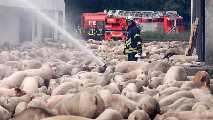 Feuerwehrleute löschen den Brand in einer Schweinemastanlage. 2500 der 6000 Tiere in den Ställen sind verendet.