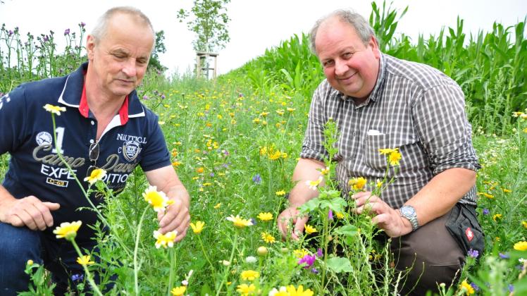 Pflegeleichter und bunter als Gras: Die Imker Detlef Bolte und Norbert Jungjohann sind zufrieden mit dem Blühstreifen. 
