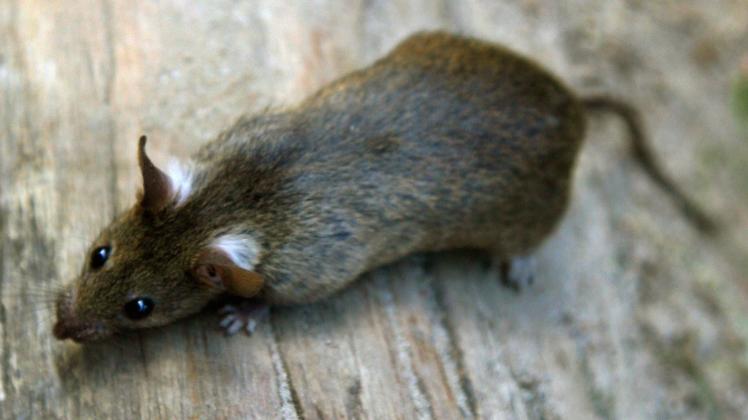 Natürliche Wildtiere, die überall vorkommen: Trotzdem haben viele Menschen Angst vor Ratten. 