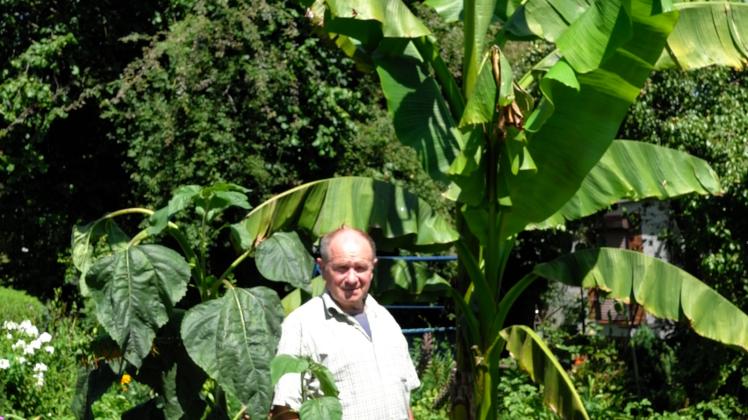 Bereits mehr als vier Meter hoch ist die Bananenpflanze von Waldemar Leide, die er vor sieben Jahren in den Boden brachte. Der 71-Jährige ist stolz auf seinen Giganten. 