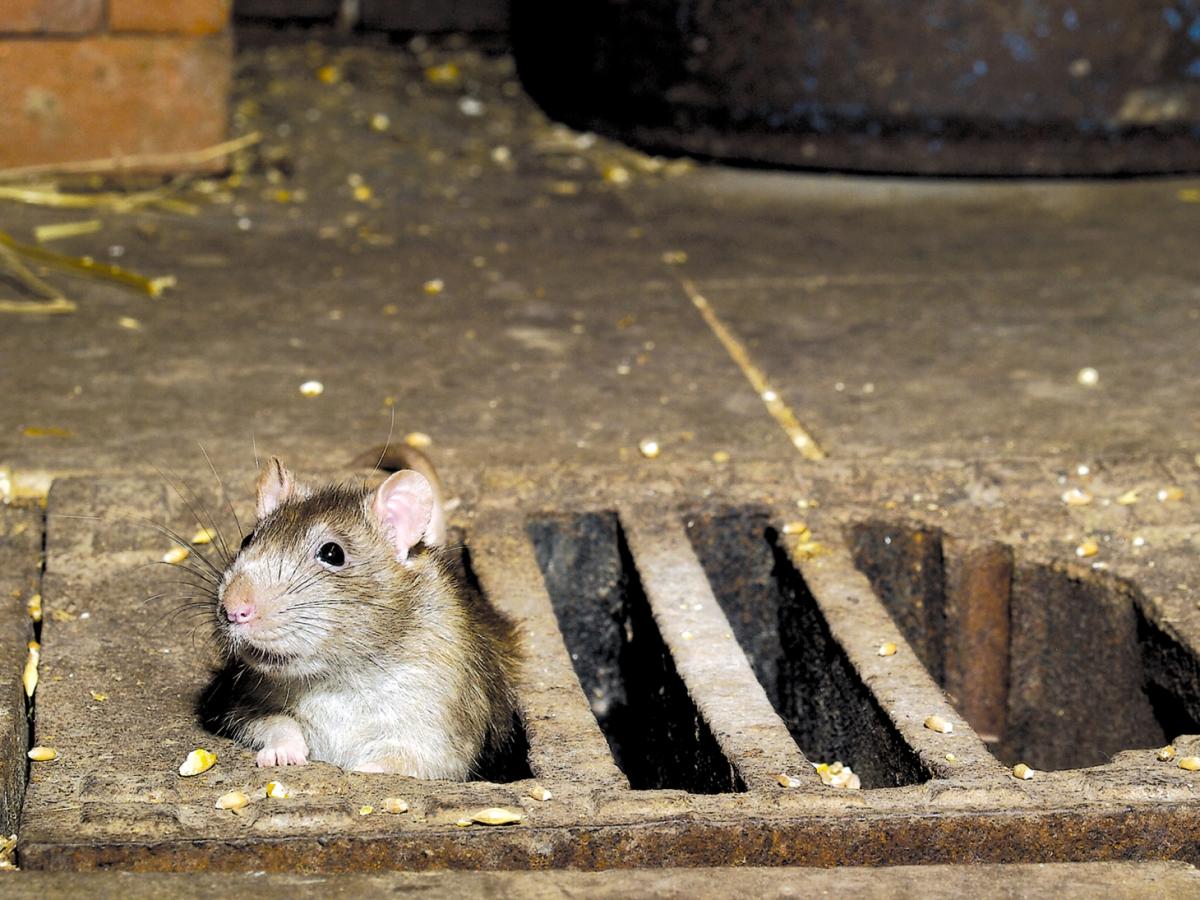 Rattenalarm: Anwohner fotografiert Allesfresser 