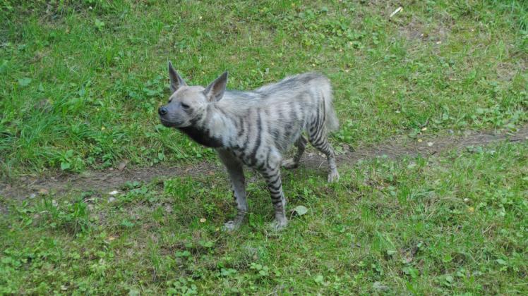 Lebt seit einem Monat im Schweriner Zoo: Streifenhyäne Lobo. Das Männchen wurde in einem Tierpark in Spanien geboren. 