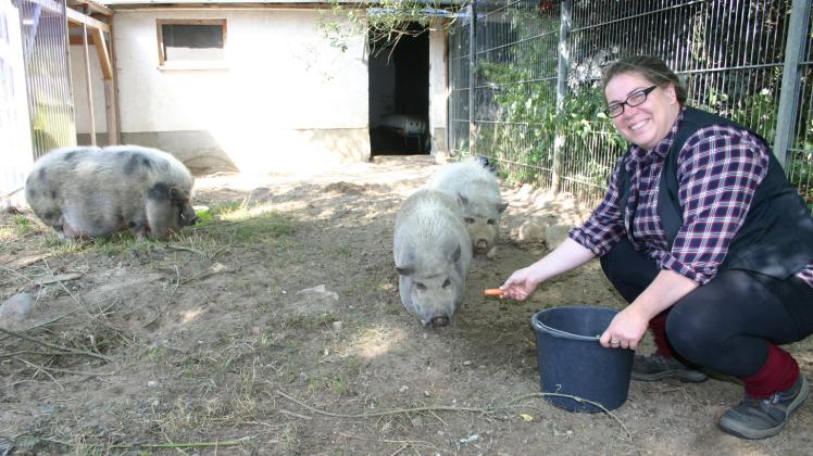Seit vierzehn Tagen sind die Hängebauchschweine Gäste im Tierheim bei Leiterin Meike Jaworski und ihren Mitarbeitern. 