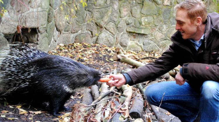 Das vermisste Stachelschwein könnte sich wieder im Schweriner Zoo aufhalten. 