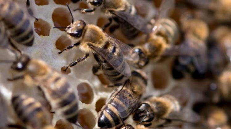 Amerikanische Faulbrut: Die Bienenseuche ist in Baumgarten festgestellt worden. 