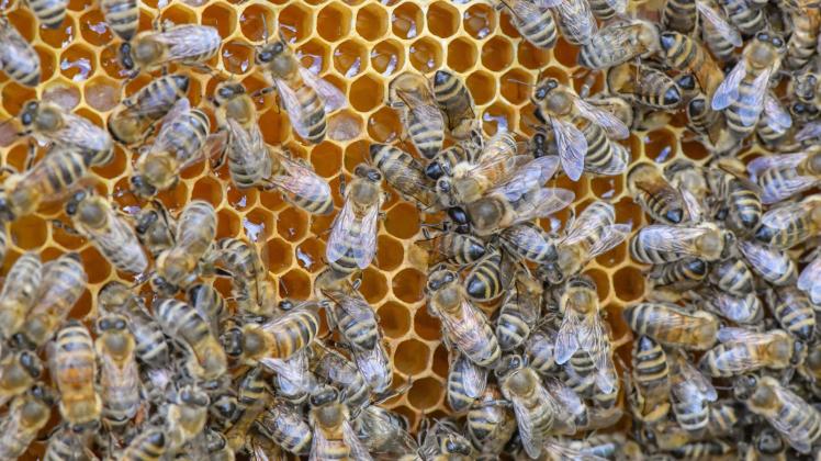 Bienen auf einer Honigwabe. Vier Monate nach dem Start der Volksinitiative „Artenvielfalt retten - Zukunft sichern“ sind 50 000 Unterschriften zusammengekommen. 