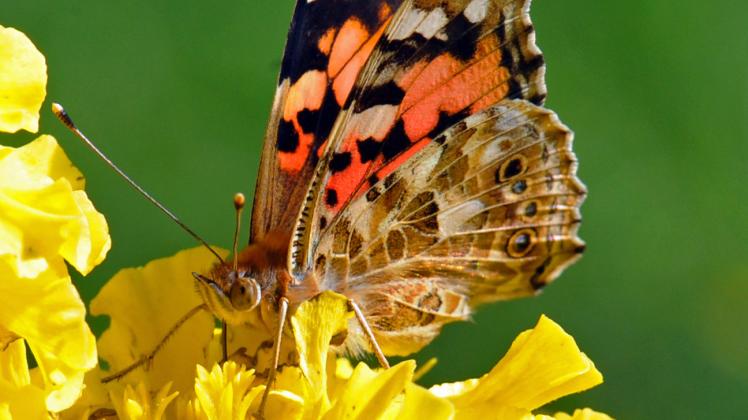Der Distelfalter ist ein farbenprächtiger Schmetterling. 