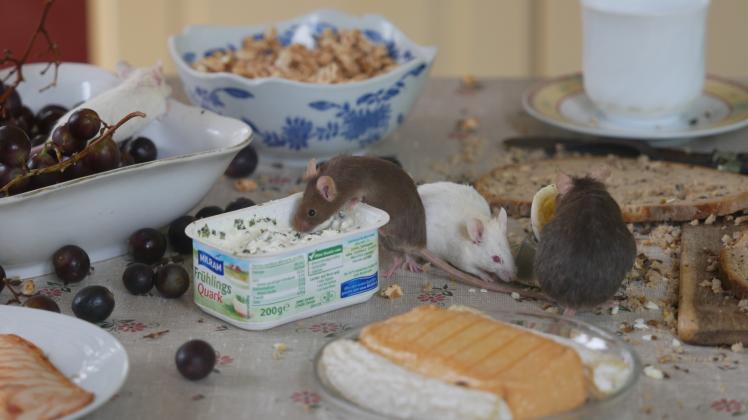Schlangestehen am Kräuterquark: In der Mäusestube ist ein Frühstückstisch wie bei Menschen gedeckt. 