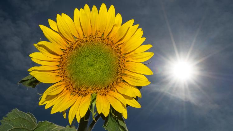 Sonnenblume im Sonnenschein