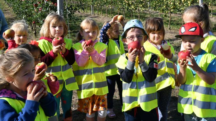 Kita-Kinder lassen sich sich die frische Ernte auf der Apfelplantage der Märkischen Obstbau GmbH in Groß Kreutz ( Potsdam-Mittelmark ) schmecken. 