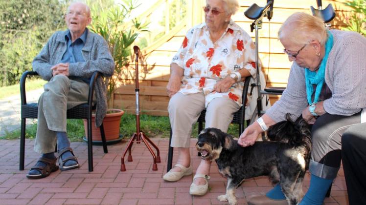 Die Arbeit mit Hunden bringt vor allem älteren Patienten Vorteile.
