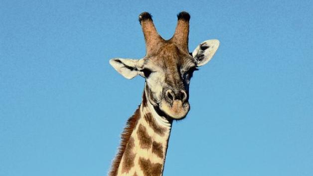 Tierische Begegnungen - hier mit einer Giraffe. Foto: Anja Ilgenstein/ Terra Namibia