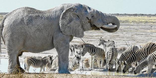 Faszinierende Tierwelt: Wenn sich Elefanten und Zebras an einem Wasserloch zum Trinken versammeln, lacht das Fotografen-Herz. Foto: Anja Ilgenstein/ Terra Namibia