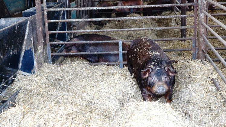 Die Duroc-Schweine leben in ihrem Pirower Stall auf Stroh, können wühlen, sich auch bewegen und Kontakt zu ihren Nachbarn aufnehmen. Fotos: Ronald Ufer 