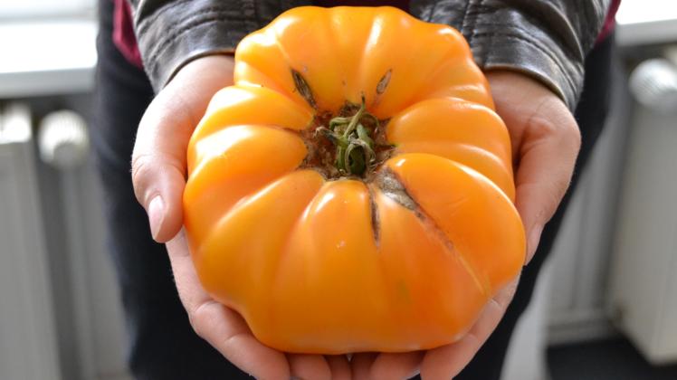 Ein Prachtexemplar: Erst in den Händen von Iris Kollmann bekommt man eine Ahnung davon, wie groß dies Tomate ist. 