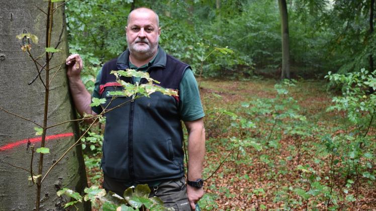Buchensterben durch Trockenheit: Forstamtsleiter Frank Zerbe sagt, es herrsche eine Situation, wie sie noch keiner erlebt habe.