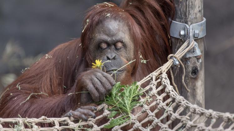 Sandra soll künftig im Freigehege des Center for Great Apes in Florida leben.  