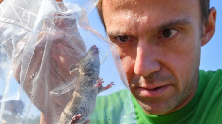 Biologe Emanuel Heitlinger betrachtet eine Maus der Spezies Gelbhalsmaus oder Waldmaus. 