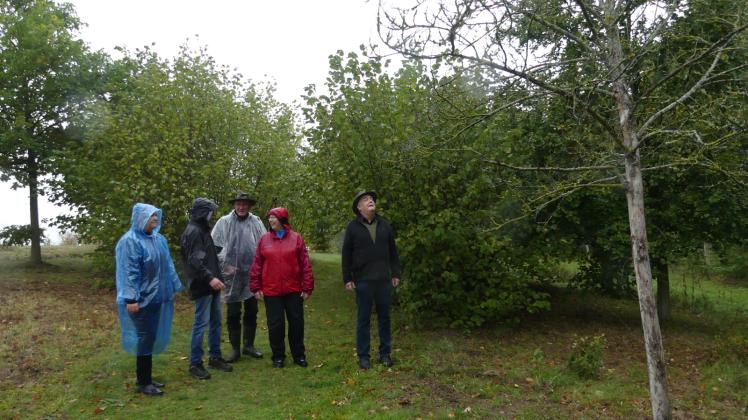 Trockenschäden bei Regenwetter: Jürgen Heine und weitere Helfer gingen am Sonnabend das Arboretum ab. 
