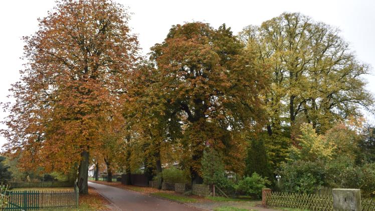 Zahrensdorf ist reich an Kastanienbäumen. Beim Dorfputz soll auch das Laub zusammengetragen werden.