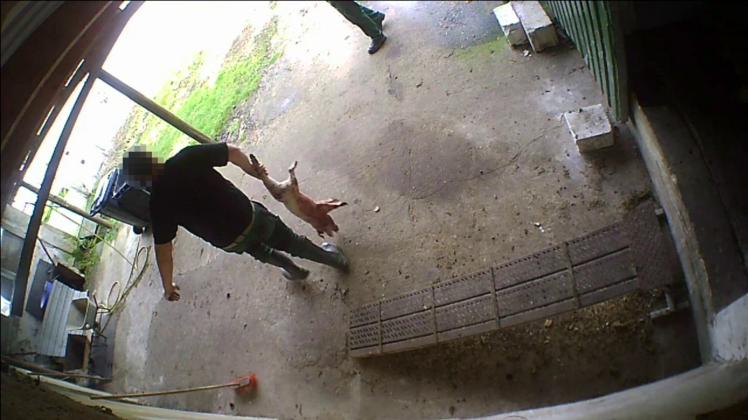 Mit Videobeweis versteckter Kameras:  Quälereien bei der Notschlachtung von Schweinen in einem Zuchtbetrieb in Vielank