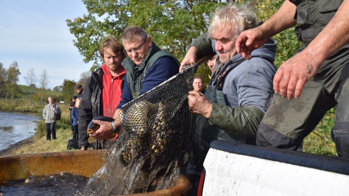 Abfischen am Sternberger Teich Ab sofort sind’s SilvesterKarpfe NNN