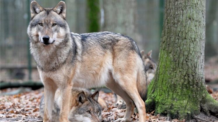 Der europäische Grauwolf könnte sich auch in der Nähe von Delmenhorst ansiedeln. Symbolfoto: Ingo Wagner/dpa