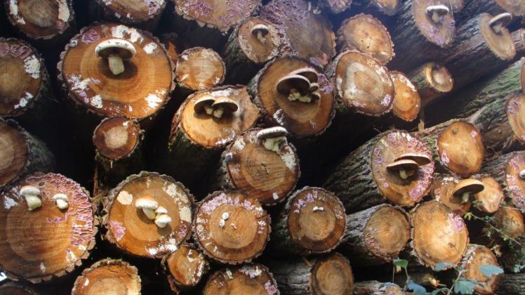 Aus dem Kernholz wachsende Pilze