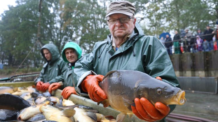 Drei Fischer sortieren am Ufer der Lewitzer Karpfenteiche Karpfen, die sie gerade aus dem Gewässer gefischt haben.