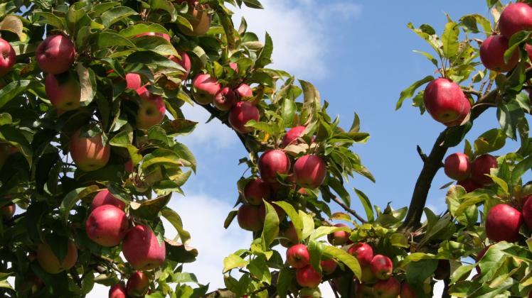 Obstbäume als Ausgleichspflanzung  für Gewerbegebiete hat nach Jahren die Stadt Wittenburg in Auftrag gegeben.