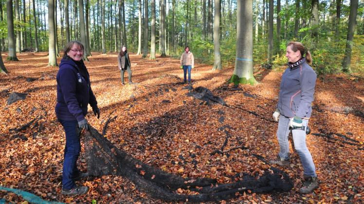 Weit vor der Ernte werden Netze ausgelegt, die die Mitarbeiterinnen der Forstbaumschule dann zusammenholen und den Inhalt in eine große Trommel schütten. 