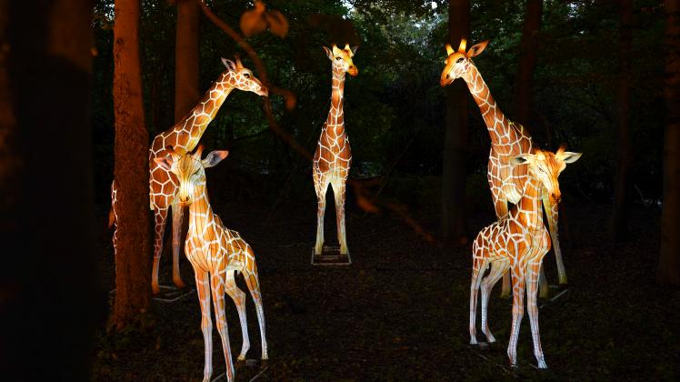 Immer für eine Überraschung gut: Der Zoo Rostock lädt ab 19. Dezember Besucher zum abendlichen Bummel an den Gehegen vorbei ein. Beleuchtete und teils überlebensgroße Tierfiguren werden die Wege säumen. 